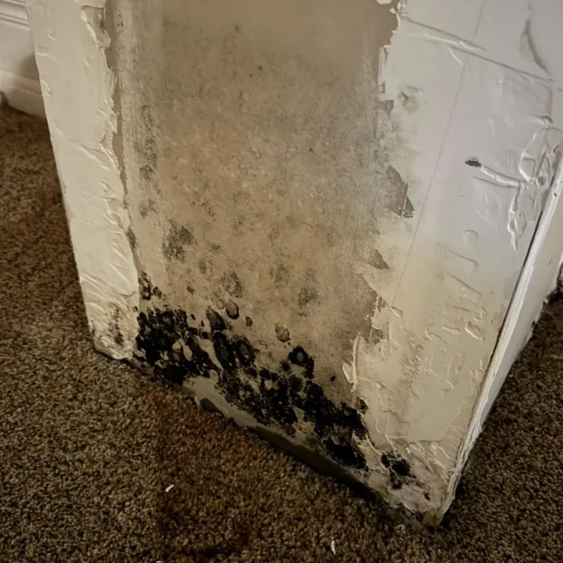 Professional Mold Removal in Tate County, MS